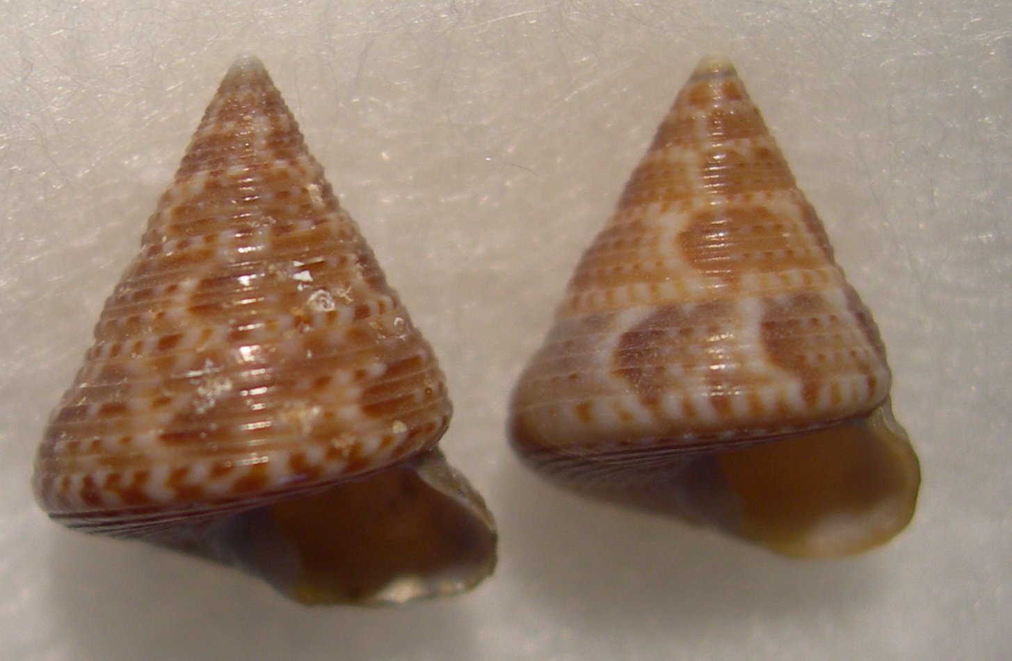 Calliostoma da Korbous Tunisia